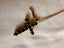 Cross Pendant